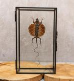 Draakje Taxidermie volledige montage - Red lizard - 20 cm -