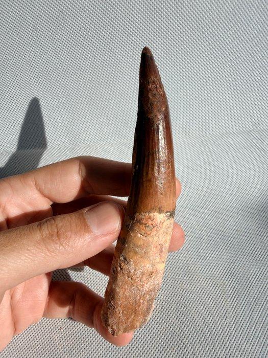 Dinosaurus - Fossiele tand - Spinosaurus aegyptiacus - 13 cm, Verzamelen, Mineralen en Fossielen