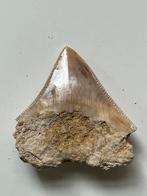 Megalodon tand 6,0 cm - Fossiele tand - Carcharocles, Nieuw