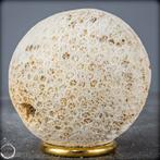 Natuurlijke bol van wit koraal - Acropora Florida- 288.72 g, Verzamelen, Mineralen en Fossielen