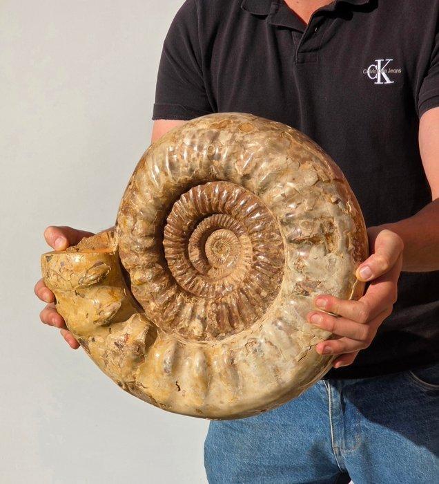 Grote ammoniet - Gefossiliseerde schelp - Perisphinctid, Verzamelen, Mineralen en Fossielen