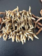 Halsketting - Asmat - West-Papoea, Antiek en Kunst, Kunst | Niet-Westerse kunst