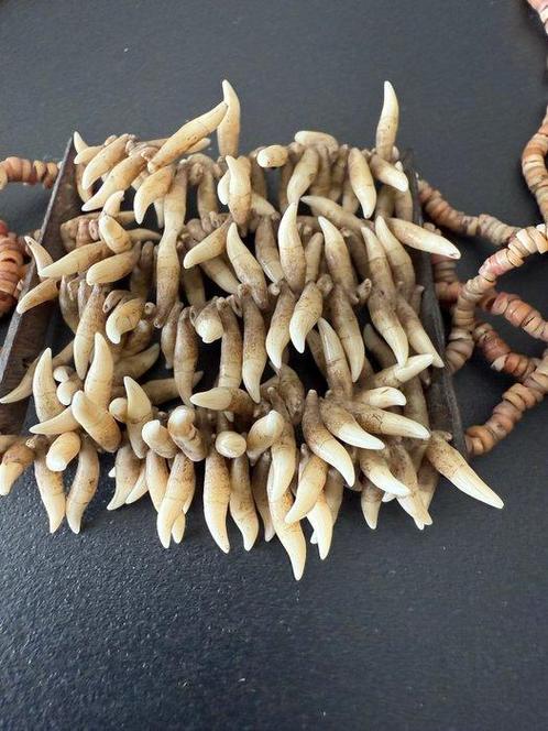 Halsketting - Asmat - West-Papoea, Antiek en Kunst, Kunst | Niet-Westerse kunst