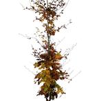 Groene Beuk - Fagus sylvatica - Omtrek: 6-10 cm | Hoogte: 25, Ophalen of Verzenden