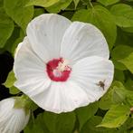 Hibiscus Moscheutos Luna F1 White (Wit, luna-f1-white), Tuin en Terras, Ophalen of Verzenden, Eenjarig, Overige soorten