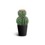 IvoQ Kunst Cactus 50 cm, Verzenden, Nieuw