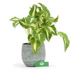 Hosta Night Before Christmas + Pot 17cm, Tuin en Terras, Planten | Tuinplanten, Verzenden