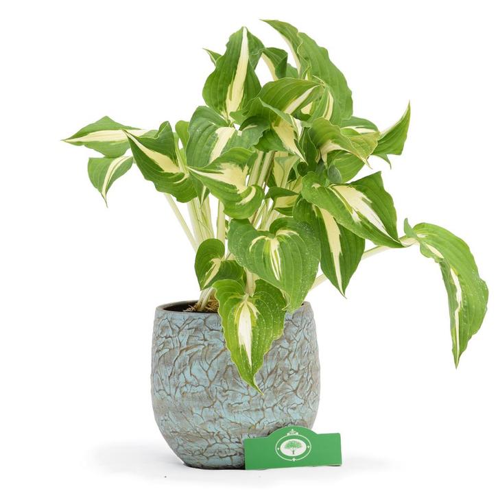 Hosta Night Before Christmas + Pot 17cm, Tuin en Terras, Planten | Tuinplanten, Verzenden