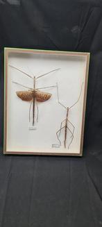 World very big monster stick insect Collection (50X40 cm ) -, Verzamelen, Nieuw