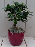 Bonsai Ficus microcarpa rode pot 30 cm - Warentuin Natuurlij, Huis en Inrichting, Kamerplanten, Verzenden
