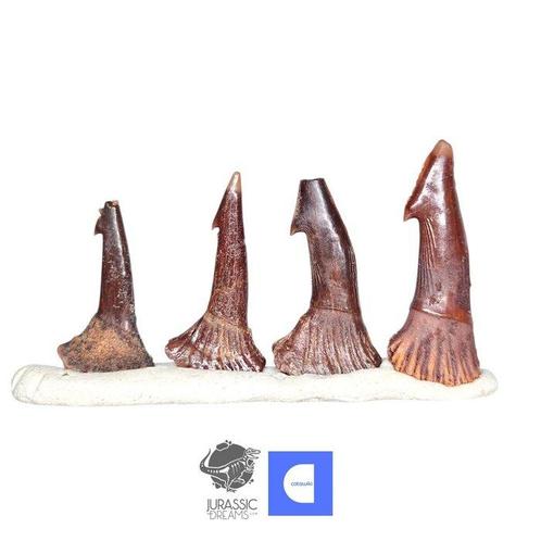Set van 4 Onchopristis rostraal tanden stekels Cretaceous, Verzamelen, Mineralen en Fossielen
