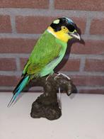 Papagaaibreedbek Taxidermie volledige montage - Psarisomus, Verzamelen, Dierenverzamelingen, Nieuw