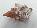 Shell Fasciolara Trapezium 13 cm 5 stuks Schelpen, Hobby en Vrije tijd, Knutselen, Ophalen of Verzenden, Nieuw