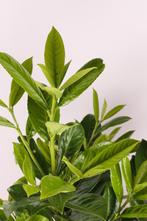 Laurier Rotundifolia/Prunus laur. Rotundifolia 60t/m225cm, Ophalen of Verzenden, Overige soorten, Haag, 100 tot 250 cm