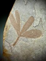 Prachtige 165 miljoen jaar oude Gingko - Gefossiliseerde, Verzamelen