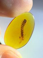 Barnsteen (Zonder minimumprijs), Verzamelen