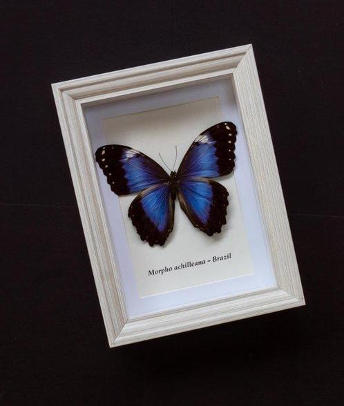 Vlinder Taxidermie volledige montage - Morpho achilleana -, Verzamelen, Dierenverzamelingen