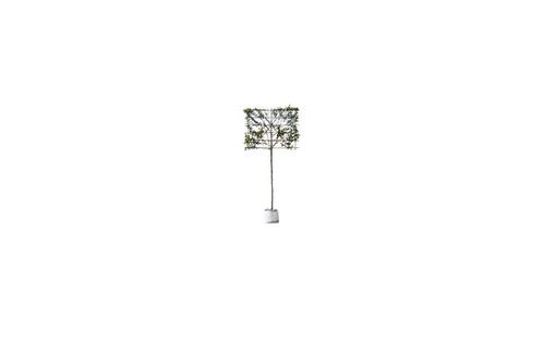 Krentenboom leiboom 150 cm Amelanchier lamarckii 270 cm, Tuin en Terras, Planten | Bomen, Verzenden