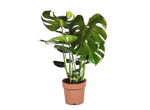 Monstera Deliciosa Gatenplant - 70-80cm, Huis en Inrichting, Kamerplanten, Verzenden