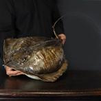 Buitengewoon - Pijlstaartrog - Groot formaat - Taxidermie, Verzamelen, Dierenverzamelingen, Nieuw