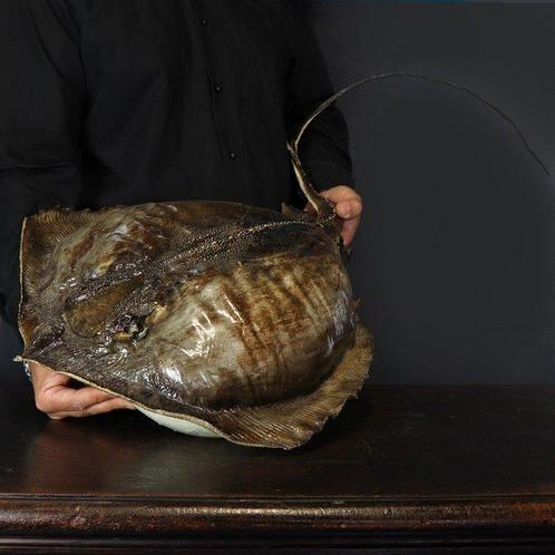 Buitengewoon - Pijlstaartrog - Groot formaat - Taxidermie, Verzamelen, Dierenverzamelingen