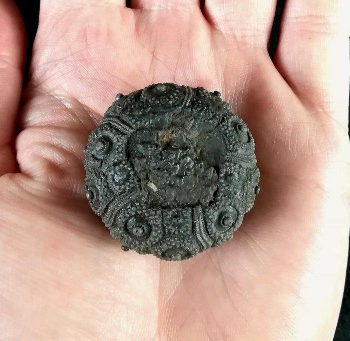 Indrukwekkende zee-egel !!! - Uitzonderlijke grootte in deze, Verzamelen, Mineralen en Fossielen