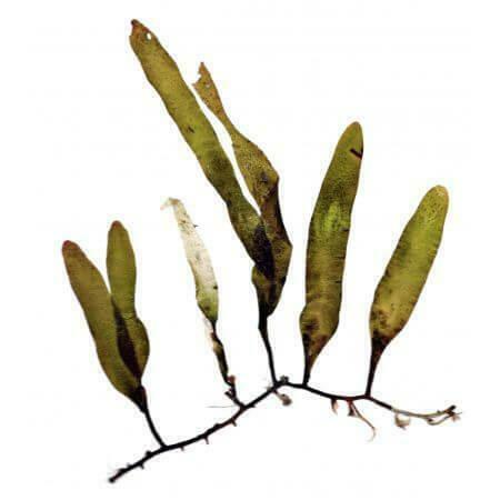 Caulerpa wier portie, Dieren en Toebehoren, Vissen | Aquaria en Toebehoren, Ophalen of Verzenden