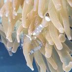 Ancylocaris brevicarpalis (Clowns garnaal), Ophalen of Verzenden, Nieuw