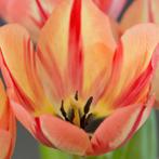 20x Tulpenbollen Spring Break – Rood-Oranje Tulp, Verzenden