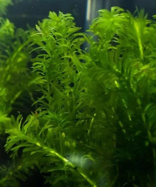Aquariumplant - Elodea Densa bos (zuurstof), Dieren en Toebehoren, Vissen | Aquaria en Toebehoren, Sierelement, Nieuw, Verzenden