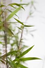 Bamboe / Fargesia Murieliae Jumbo 125-150cm, Tuin en Terras, Planten | Tuinplanten, Vaste plant, Lente, Verzenden, Volle zon