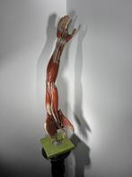 Anatomisch model - Hars - 1960-1970 - Anatomische arm, Antiek en Kunst