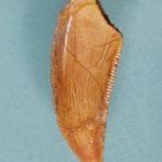 Dinosaurus - Fossiele tand - Abelisaurus - 25 mm - 10 mm, Verzamelen, Mineralen en Fossielen