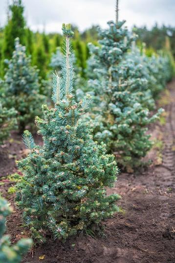 Abies lasiocarpa Compacta 80-100 met kluit. beschikbaar voor biedingen