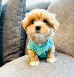 Maltipoo reutje , kerngezond , speels en sociaal, Dieren en Toebehoren, Honden | Chihuahua's en Gezelschapshonden, Parvo, Particulier