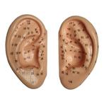 Acupunctuur / reflexzone modellen oor (links en rechts, 5..., Verzenden, Nieuw