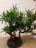 Boeddha-den bonsai (Podocarpus macrophyllus) - Hoogte