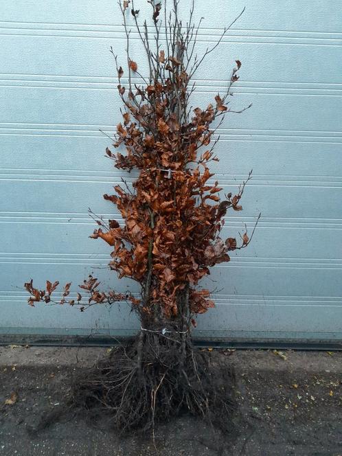 Fagus sylvatica ( groene beuk ), Tuin en Terras, Planten | Struiken en Hagen, Beukenhaag, Haag, 100 tot 250 cm, Ophalen