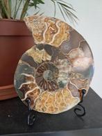 Ammoniet - Gefossiliseerd dier - Aioloceras (Cleoniceras), Verzamelen, Mineralen en Fossielen