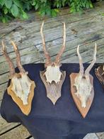 Hert Gewei - Capreolus Capreolus - 0 cm - 0 cm - 0 cm-, Verzamelen, Dierenverzamelingen, Nieuw