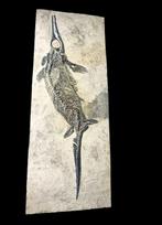 Compleet, mooi - Gefossiliseerd dier - Mixosaurus - 80 cm