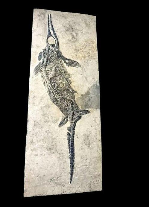 Compleet, mooi - Gefossiliseerd dier - Mixosaurus - 80 cm, Verzamelen, Mineralen en Fossielen