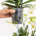 Kolibri Orchids | witte orchideeënset in Reed Basket incl. w, Verzenden, Nieuw