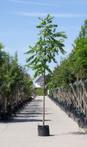 Zwarte walnotenboom Juglans nigra h 350 cm st. omtrek 12 cm