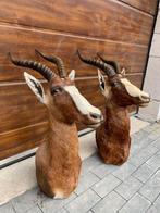 Antilope Taxidermie volledige montage - Blesbok antilope -, Verzamelen, Dierenverzamelingen, Nieuw