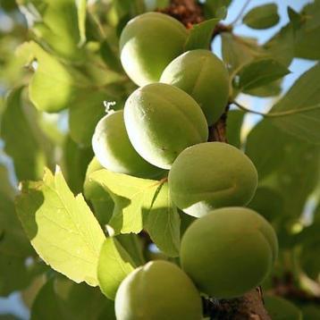 Prunus Domestica ‘Mirabelle de Nancy’ + pot 23 beschikbaar voor biedingen