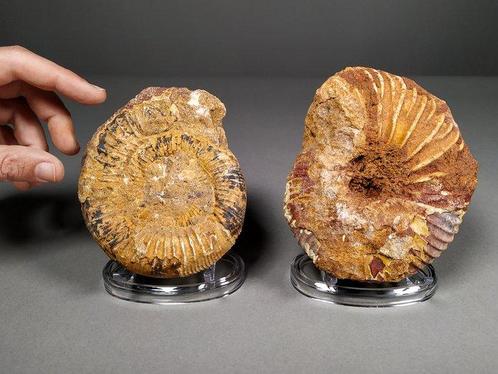 Set ammonieten - Gefossiliseerde schelp - Acanthoceras sp.,, Verzamelen, Mineralen en Fossielen