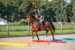 Zachte hindernisbalk, Dieren en Toebehoren, Verzenden, Nieuw, Springen