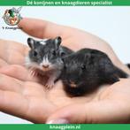 Jonge, handtamme Mongoolse gerbils te koop !, Meerdere dieren, Overige typen, Tam
