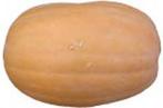Vitamin Pumpkin Vitamin Pumpkin, Hobby en Vrije tijd, Ophalen of Verzenden, Nieuw
